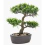 Plastový bonsai Podocarpus GOYA v misce, 30cm