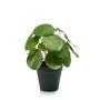 Umělá pilea SYBIL, zelená, 20cm
