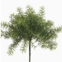 Umělý asparagus sprengeri MONET na zápichu, 10cm