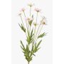 Umělá sedmikráska LASAI, růžová, 75cm, Ø4-5cm
