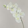Plastová větev orchideje Phalaenopsis ANAT, krémová, 100cm