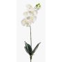 Art Phalaenopsis Orchid ISIS, tyčinka, bílá, 60 cm