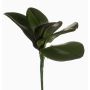 Umělá orchidej Phalaenopsis NIUT, vzdušné kořeny, 25cm