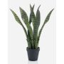 Umělá rostlina Sansevieria POLIANA, zelená, 50cm