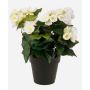 Umělá begonia DOBRADA, krémová, 30cm, Ø8-10cm