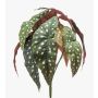 Umělý pstruh Begonia ELISEIA na tyči, zeleno-bílý, 30cm