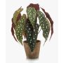 Umělý pstruh Begonia ELISEIA, terakotový hrnec, zeleno-bílý, 30cm