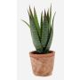 Umělá aloe variegata MARTINEZ v terakotovém květináči, zelená, 20cm, Ø17cm