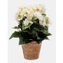 Umělá begonia DOBRADA v terakotovém květináči, krémová, 25cm, Ø8-10cm