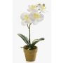 Umělá orchidej phalaenopsis SETH v dekorativním květináči, krémová, 25cm