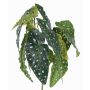 Umělý pstruh Begonia HANSE na tyči, zeleno-bílý, 40cm