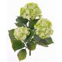 Umělá hortenzie SAIRA, zápich, pro interiér i exteriér, zelená-krémová, 40cm, Ø11-13cm