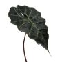 Dekorativní list Alocasia Sanderiana ALEPU, zelený, 65cm