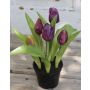 Umělý tulipán LEANA v dekoračním květináči, fialovo-zelená, 20cm, Ø2-4cm