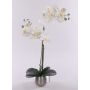 Umělá orchidej Phalaenopsis KAREN, dekorativní květináč, mražená, bílá, 50cm