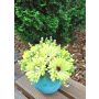 Dekorativní kytice Gerbera TEMBAR, zeleno-krémová, 30cm, Ø22cm
