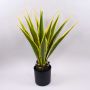 Umělá agáve furcraea gigantea CHERIE, zelenožlutá, 80cm