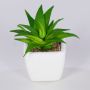 Dekorativní aloe vera KATNISS, keramický květináč, zelená, 9cm