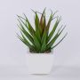 Dekorativní Agave decipiens KATNISS v keramickém květináči, zeleno-červená, 19cm