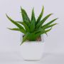 Dekorativní aloe vera KATNISS, keramický květináč, zelená barva, 19cm