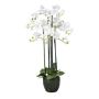 Dekorativní květina orchidej Phalaenopsis PINSARY, zemní koule, kořeny, bílá, 95cm