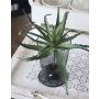 Umělá aloe vera WHITNEY, zápich, tmavě zelená, 18cm