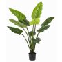 Pravá rostlina Calathea Rufibarba NUSAKAN, zelená, 120cm