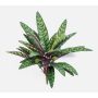 Umělá rostlina Calathea Makoyana MANAMI na tyči, zeleno-červená, 40cm
