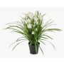 Umělá květina Cymbidium orchidej JANILA v dekorativním květináči, bílá, 85cm