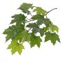 Umělá javorová větev VILGOT, pro interiér i exteriér, zelená, 70 cm