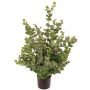 Umělý eukalyptový strom TONFYN, přírodní kmen, zelený, 100cm
