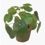 Umělá pilea SYBIL v terakotovém květináči, zelená, 13cm
