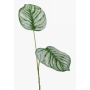 Umělá větvička calathea orbifolia TAMARIU, zeleno-bílá, 50cm