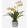 Umělecká orchidej oncidium COLUNGA v keramickém květináči, žlutooranžová, 45 cm
