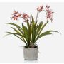 Umělecká orchidej oncidium COLUNGA v keramickém květináči, růžovo-fialová, 45cm