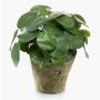 Umělá pilea SYBIL v terakotovém květináči, zelený, 22cm