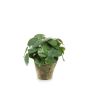 Umělá pilea SYBIL v terakotovém květináči, zelený, 22cm