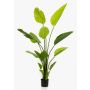 Umělá Strelitzia BEDAR, zelená, 150 cm