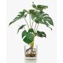 Dekorační filodendron monstera deliciosa PAVONIS ve skleněném květináči, 40cm
