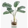 Dekorační kalatea orbifolia AGINA ve skleněném květináči, zelenobílá, 35cm
