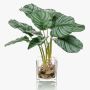 Dekorační kalatea orbifolia AGINA ve skleněném květináči, zelenobílá, 40cm
