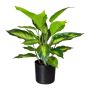 Umělá rostlina Dieffenbachia PLUHON, kořeny, zelená, 45cm