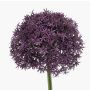 Umělé Allium PRAXEN, tmavě fialové, 90cm
