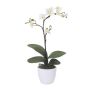 Umělá orchidej Phalaenopsis MALZA, tyčinka, kořeny, krémová, 55cm
