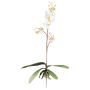 Umělá orchidej Phalaenopsis MALZA, tyčinka, kořeny, krémová, 55cm