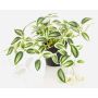 Umělá rostlina Tradescantia zebrina DIHALLO v dekorativním květináči, zelenobílá, 19cm