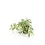 Umělá rostlina zakrslý pepř MIHALLA v dekorativním květináči, zelenobílá, 19cm
