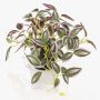 Umělá rostlina Tradescantia zebrina DIHALLO v dekorativním květináči, zelenofialová, 19cm