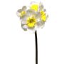 Umělý narcis SEPUNY, krémově žlutý, 40cm