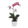 Dekorativní květina orchidej Phalaenopsis CRILBOR, keramický květináč, kořeny, cerise, 55cm